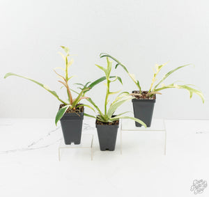 Philodendron Bipinnatifidum 'Tortum' Albo Variegated *Grower's Choice*