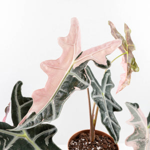 Alocasia Sanderiana 'Nobilis' Pink Variegated