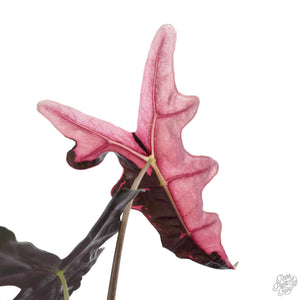 Alocasia Sanderiana 'Nobilis' Pink Variegated