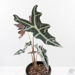 Alocasia Sanderiana 'Nobilis' Pink Variegated