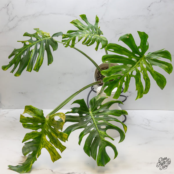 Monstera Deliciosa 'Ocean Green' (wk48-UD)