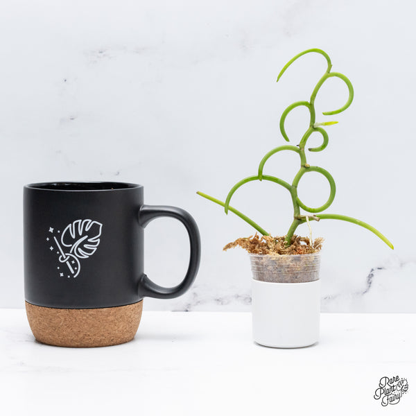 Papilionanthe Teres ‘Olympic Rings’ Orchid *Grower's choice*