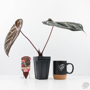 Anthurium Orange '26' x DocBlock Crystal Red '12' by DocBlock® (wk20-W)