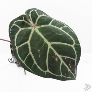 Anthurium Orange '26' x DocBlock Crystal Red '12' by DocBlock® (wk20-W)