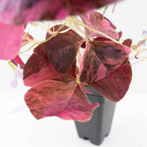 Oxalis triangularis variegated (wk34-L60)