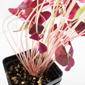 Oxalis triangularis variegated (wk34-L60)