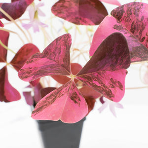 Oxalis triangularis variegated (wk34-L60)