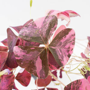 Oxalis triangularis variegated (wk34-L60)