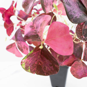 Oxalis triangularis variegated (wk34-L60)