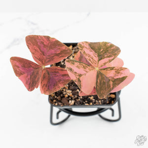 Oxalis triangularis variegated (wk16-G)