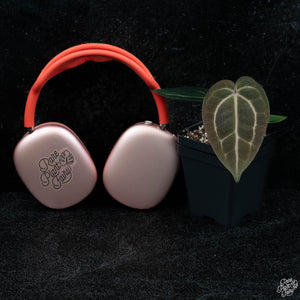 Anthurium DocBlock Red Velvet Cake '24' x Zara '29' by DocBlock® *Grower's Choice*