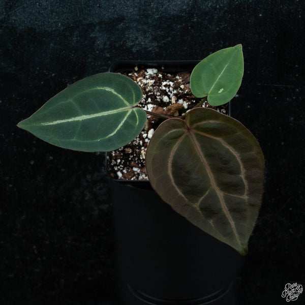 Anthurium DocBlock Red Velvet Cake '24' x Zara '29' by DocBlock® *Grower's Choice*
