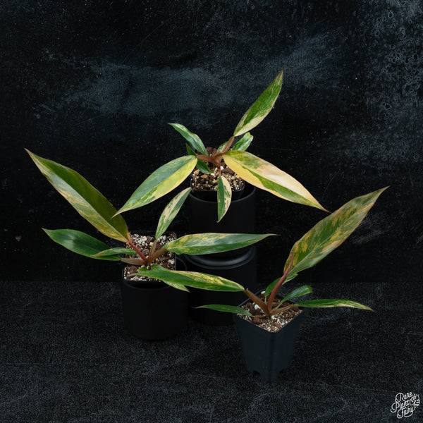 The Rare Pair (A. Black Velvet Pink + P. Caramel Marble) - Free Shipping!