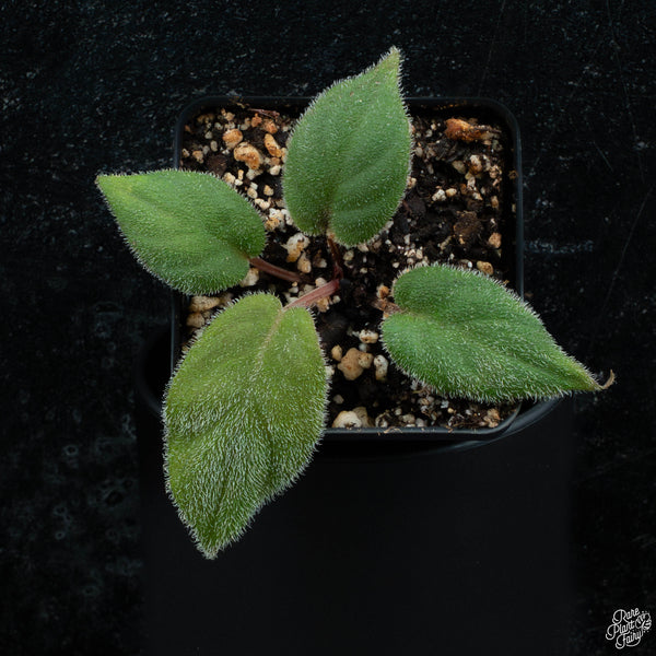 Homalomena sp. 'Hairy' *Grower's Choice*