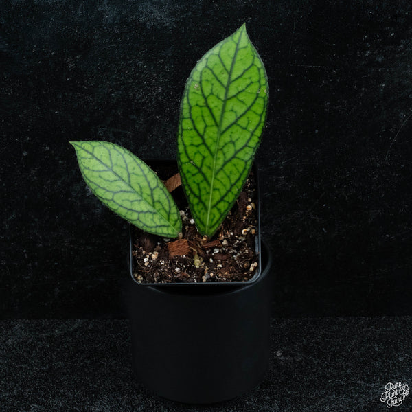 Hoya sp. 'Tanggamus' *Grower's Choice*