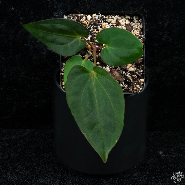 Anthurium antolakii (previously BVEP) x carlablackiae *Grower's Choice*