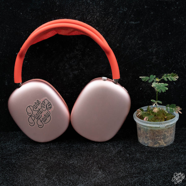 Phyllanthus urinaria pink variegated (aka 'Sensitive Plant') *Grower's choice*
