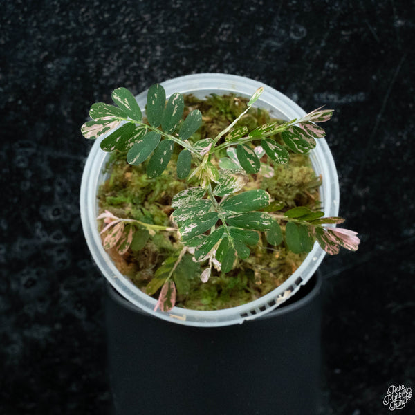 Phyllanthus urinaria pink variegated (aka 'Sensitive Plant') *Grower's choice*