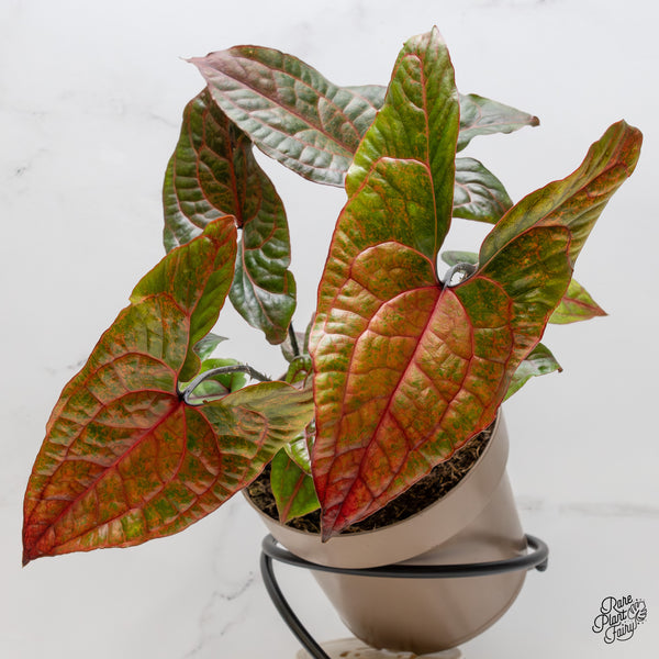 Cyrtosperma Johnstonii *Grower's choice*