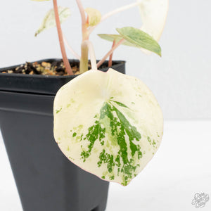 Peperomia 'Raindrop' variegated (wk22-UF)