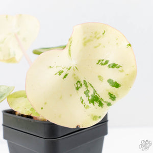 Peperomia 'Raindrop' variegated (wk22-UF)