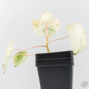 Peperomia 'Raindrop' variegated (wk28-UK)