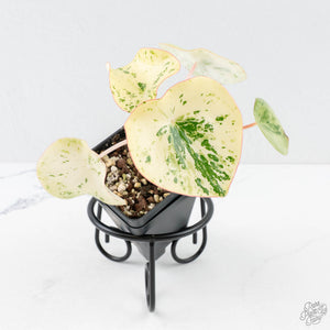 Peperomia 'Raindrop' variegated (wk28-UK)
