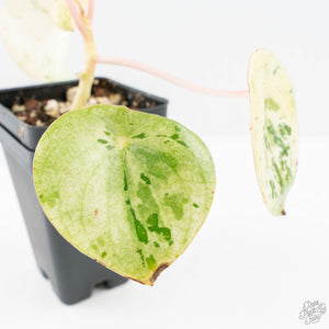 Peperomia 'Raindrop' variegated (wk28-UK)