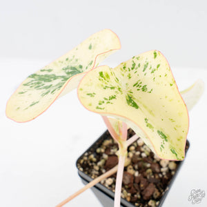 Peperomia 'Raindrop' variegated (wk28-UK)