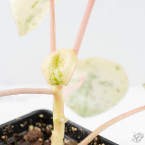 Peperomia 'Raindrop' variegated (wk28-UK)