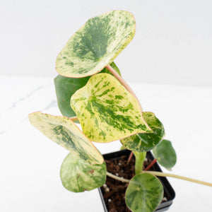 Peperomia 'Raindrop' variegated (wk33-U29)