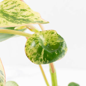 Peperomia 'Raindrop' variegated (wk33-U29)