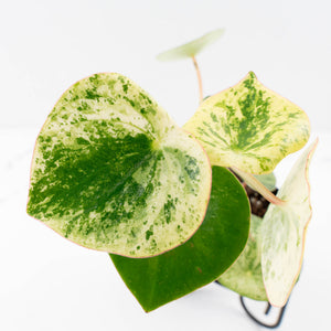 Peperomia 'Raindrop' variegated (wk33-U29)
