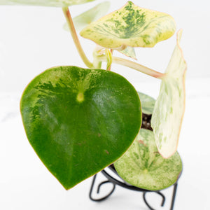 Peperomia 'Raindrop' variegated (wk33-U29)