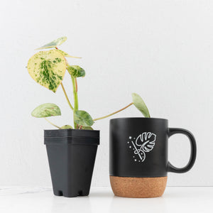Peperomia 'Raindrop' variegated (wk33-U29)