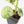 Peperomia 'Raindrop' variegated (wk33-U29)