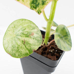 Peperomia 'Raindrop' variegated (wk33-U29)