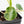 Peperomia 'Raindrop' variegated (wk33-U29)