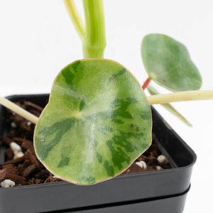 Peperomia 'Raindrop' variegated (wk33-U29)