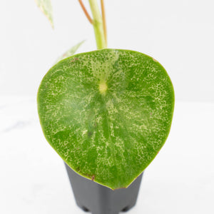 Peperomia 'Raindrop' variegated (wk33-U29)