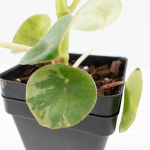 Peperomia 'Raindrop' variegated (wk33-U29)