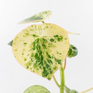 Peperomia 'Raindrop' variegated (wk33-U29)