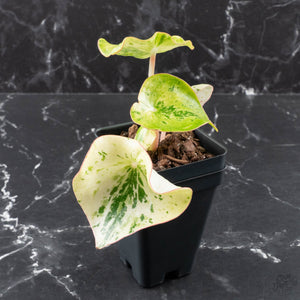 Peperomia 'Raindrop' variegated (wk40-U154)