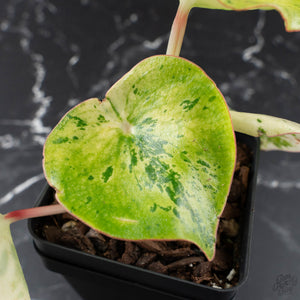 Peperomia 'Raindrop' variegated (wk40-U154)