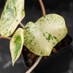 Peperomia 'Raindrop' Variegated (wk42-U170)