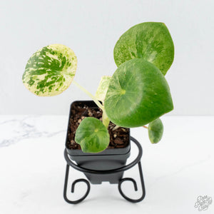 Peperomia 'Raindrop' variegated (wk26-UD)