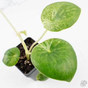 Peperomia 'Raindrop' variegated (wk26-UD)