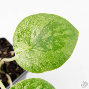Peperomia 'Raindrop' variegated (wk26-UD)
