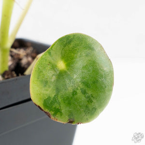 Peperomia 'Raindrop' variegated (wk26-UD)