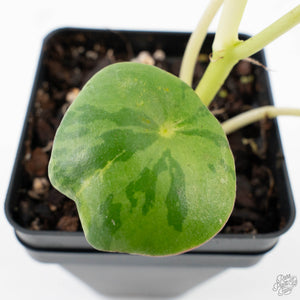 Peperomia 'Raindrop' variegated (wk26-UD)